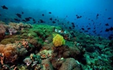  依法保護海洋生態(tài)環(huán)境 打好污染防治攻堅戰(zhàn)